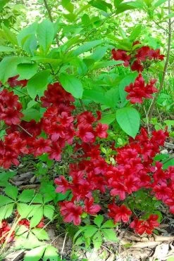 Midnight Flare Azalea - 2 Gallon Pot 12 Midnight Flare Azalea - 2 Gallon Pot -Garden & Outdoor Sale Shop azalea midnight flare 22