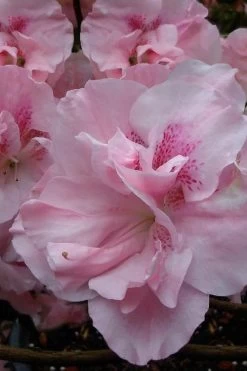 Nancy Of Robin Hill Azalea - 2 Gallon Pot -Garden & Outdoor Sale Shop azalea nancy at robin hill 1 1