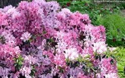 Northlake Beauty Azalea - 3 Gallon Pot 9 Northlake Beauty Azalea - 3 Gallon Pot -Garden & Outdoor Sale Shop azalea northlake beauty 13