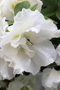 Perfecto Mundo Double White Reblooming Azalea - 3 Gallon Pot -Garden & Outdoor Sale Shop azalea perfecto mondo double white 1