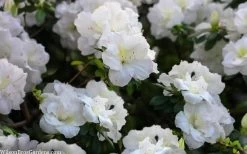 Perfecto Mundo Double White Reblooming Azalea - 3 Gallon Pot -Garden & Outdoor Sale Shop azalea perfecto mondo double white 2