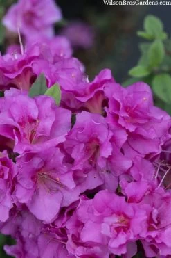 Perfecto Mundo Double Purple Reblooming Azalea - 1 Gallon Pot -Garden & Outdoor Sale Shop azalea perfecto mondo double20purple 3 1
