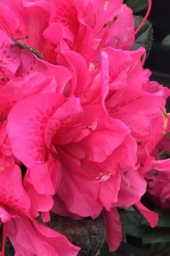 Perfecto Mundo Double Dark Pink Reblooming Azalea - 3 Gallon Pot -Garden & Outdoor Sale Shop azalea perfecto mundo double dark pink 1 1