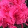 Perfecto Mundo Double Dark Pink Reblooming Azalea - 3 Gallon Pot -Garden & Outdoor Sale Shop azalea perfecto mundo double dark pink 2 1