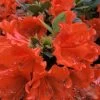 Perfecto Mundo Orange Azalea - 3 Gallon Pot -Garden & Outdoor Sale Shop azalea perfecto mundo double orange 500x750 1