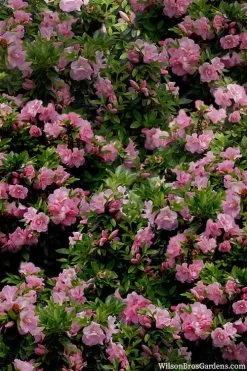 Perfecto Mundo Double Pink Reblooming Azalea - 2 Gallon Pot 12 Perfecto Mundo Double Pink Reblooming Azalea - 2 Gallon Pot -Garden & Outdoor Sale Shop azalea perfecto mundo double pink 1 1