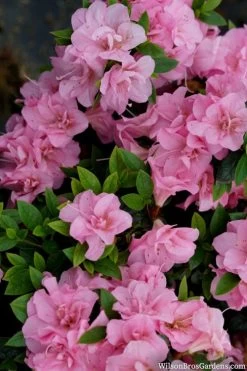 Perfecto Mundo Double Pink Reblooming Azalea - 3 Gallon Pot -Garden & Outdoor Sale Shop azalea perfecto mundo double pink 2