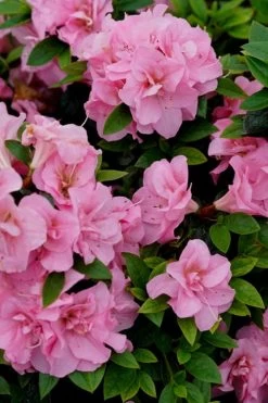 Perfecto Mundo Double Pink Reblooming Azalea - 2 Gallon Pot 11 Perfecto Mundo Double Pink Reblooming Azalea - 2 Gallon Pot -Garden & Outdoor Sale Shop azalea perfecto mundo double pink 4
