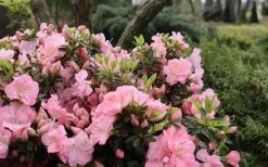 Perfecto Mundo Double Pink Reblooming Azalea - 3 Gallon Pot -Garden & Outdoor Sale Shop azalea perfecto mundo double pink 5