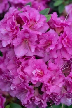 Perfecto Mundo Double Purple Reblooming Azalea - 3 Gallon Pot -Garden & Outdoor Sale Shop azalea perfecto mundo double purple 500x750 1