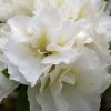Perfecto Mundo Double White Reblooming Azalea - 3 Gallon Pot -Garden & Outdoor Sale Shop azalea perfecto mundo double white 8