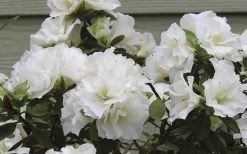 Perfecto Mundo Double White Reblooming Azalea - 3 Gallon Pot -Garden & Outdoor Sale Shop azalea perfecto mundo double white 9