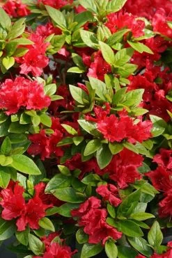 Perfecto Mundo Red Reblooming Azalea - 2 Gallon Pot -Garden & Outdoor Sale Shop azalea perfecto mundo red 2 1