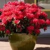 Perfecto Mundo Red Reblooming Azalea - 3 Pack Of Quart Pots -Garden & Outdoor Sale Shop azalea perfecto mundo red 3
