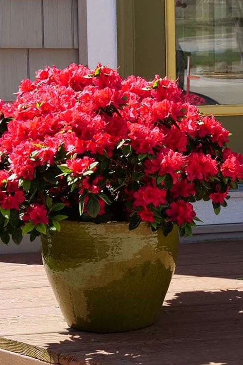 Perfecto Mundo Red Reblooming Azalea - 3 Pack Of Quart Pots 3 Perfecto Mundo Red Reblooming Azalea - 3 Pack Of Quart Pots