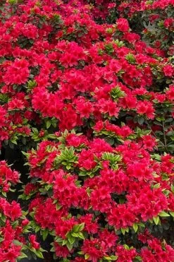 Perfecto Mundo Red Reblooming Azalea - 3 Pack Of Quart Pots 13 Perfecto Mundo Red Reblooming Azalea - 3 Pack Of Quart Pots -Garden & Outdoor Sale Shop azalea perfecto mundo red 5
