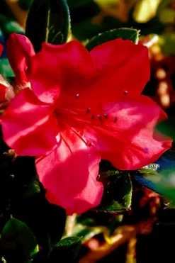 Perfecto Mundo Red Reblooming Azalea - 2 Gallon Pot -Garden & Outdoor Sale Shop azalea perfecto mundo red 6 1