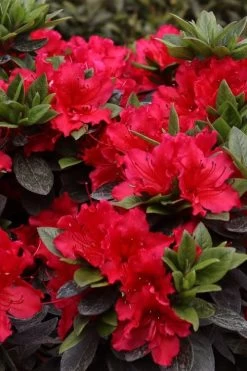 Perfecto Mundo Red Reblooming Azalea - 2 Gallon Pot -Garden & Outdoor Sale Shop azalea perfecto mundo red 8 1