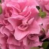 Perfecto Mundo Double Pink Reblooming Azalea - 2 Gallon Pot