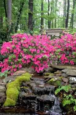 Pink Formosa Azalea - 1 Gallon Pot -Garden & Outdoor Sale Shop azalea pink formosa 2 1