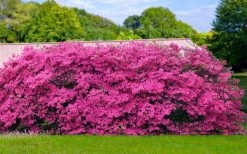 Pink Formosa Azalea - 1 Gallon Pot -Garden & Outdoor Sale Shop azalea pink formosa 4 1