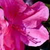 Pink Formosa Azalea - 1 Gallon Pot -Garden & Outdoor Sale Shop azalea pink formosa 5 1