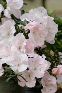 Tsuki No Shimo Satsuki Azalea - 1 Gallon Pot -Garden & Outdoor Sale Shop azalea satsuki tsuki no shimo 100