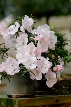 Tsuki No Shimo Satsuki Azalea - 1 Gallon Pot -Garden & Outdoor Sale Shop azalea satsuki tsuki no shimo 101