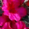 Temple Alexandra Aromi Evergreen Azalea - 1 Gallon Pot -Garden & Outdoor Sale Shop azalea temple alexandra 2