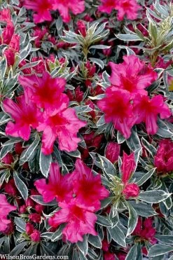 The Robe Azalea - 2 Gallon Pot -Garden & Outdoor Sale Shop azalea the robe 3