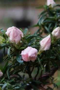 Tsuki No Shimo Satsuki Azalea - 1 Gallon Pot -Garden & Outdoor Sale Shop azalea tsuki no shimo 2