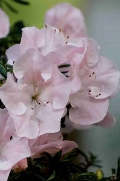 Tsuki No Shimo Satsuki Azalea - 1 Gallon Pot -Garden & Outdoor Sale Shop azalea tsuki no shimo 3