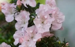 Tsuki No Shimo Satsuki Azalea - 1 Gallon Pot -Garden & Outdoor Sale Shop azalea tsuki no shimo 4