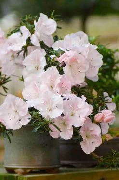 Tsuki No Shimo Satsuki Azalea - 1 Gallon Pot -Garden & Outdoor Sale Shop azalea tsuki no shimo 6