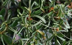 Tsuki No Shimo Satsuki Azalea - 1 Gallon Pot -Garden & Outdoor Sale Shop azalea tsuki no shimo 7