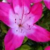 Vibrant Azalea (Harris Hybrid) - 6 Pack Of 1 Gallon Pots 2 Vibrant Azalea (Harris Hybrid) - 6 Pack Of 1 Gallon Pots -Garden & Outdoor Sale Shop azalea vibrant 100