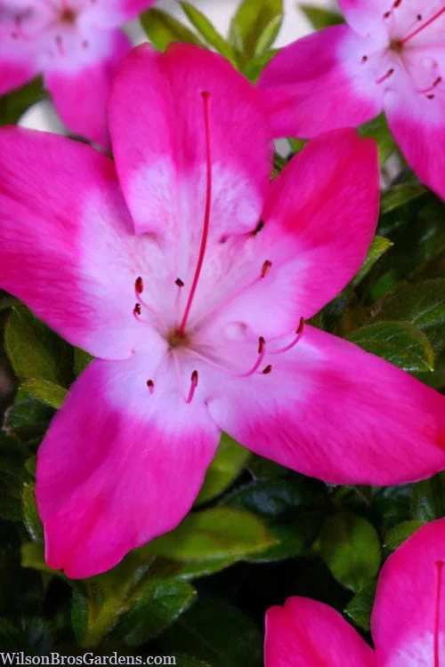 Vibrant Azalea (Harris Hybrid) - 6 Pack Of 1 Gallon Pots 3 Vibrant Azalea (Harris Hybrid) - 6 Pack Of 1 Gallon Pots