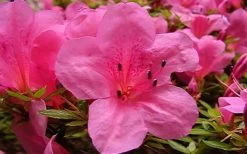 Chinzan Dwarf Azalea - 6 Pack Of 1 Gallon Pots -Garden & Outdoor Sale Shop azaleachinzan