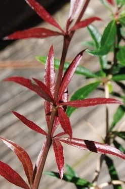 Foundation Evergreen Barberry (Berberis Replicata) - 1 Gallon Pot -Garden & Outdoor Sale Shop berberis replicata foundation barberry 2