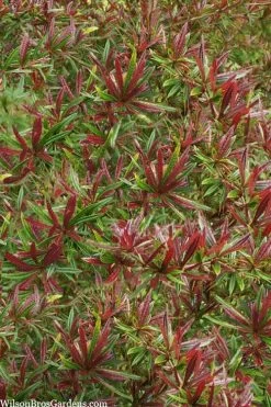 Foundation Evergreen Barberry (Berberis Replicata) - 1 Gallon Pot -Garden & Outdoor Sale Shop berberis replicata foundation barberry 5