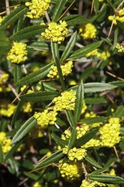 Foundation Evergreen Barberry (Berberis Replicata) - 1 Gallon Pot -Garden & Outdoor Sale Shop berberis replicata foundation barberry 6