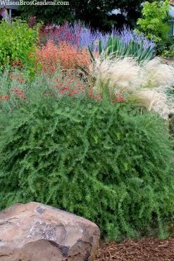 Foundation Evergreen Barberry (Berberis Replicata) - 1 Gallon Pot -Garden & Outdoor Sale Shop berberis replicata foundation barberry 7