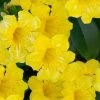 Yellow Crossvine (Bignonia) - 1 Gallon Pot -Garden & Outdoor Sale Shop bignonia capeolata yellow crossvine 2