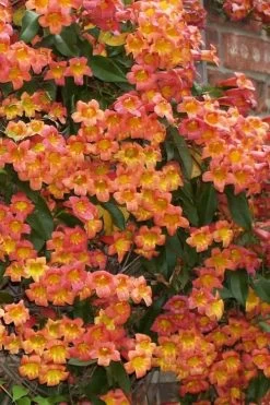 Tangerine Beauty Crossvine Bignonia - 3 Gallon Pot -Garden & Outdoor Sale Shop bignonia capreolata tangerine beauty crossvine 100