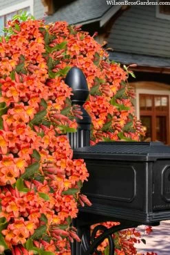 Tangerine Beauty Crossvine Bignonia - 3 Gallon Pot -Garden & Outdoor Sale Shop bignonia capreolata tangerine beauty crossvine 103