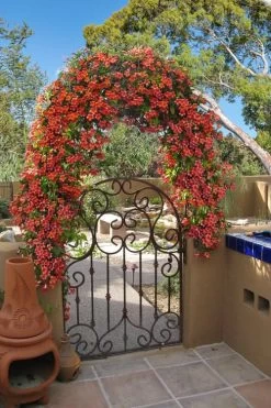 Tangerine Beauty Crossvine Bignonia - 3 Gallon Pot -Garden & Outdoor Sale Shop bignonia capreolata tangerine beauty crossvine 110
