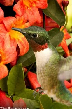 Tangerine Beauty Crossvine Bignonia - 3 Gallon Pot -Garden & Outdoor Sale Shop bignonia capreolata tangerine beauty crossvine 111
