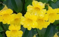 Yellow Crossvine (Bignonia) - 1 Gallon Pot -Garden & Outdoor Sale Shop bignonia capreolata yellow crossvine 1