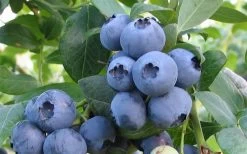 Alapaha Rabbiteye Blueberry - 7 Gallon Pot 9 Alapaha Rabbiteye Blueberry - 7 Gallon Pot -Garden & Outdoor Sale Shop blueberry alapaha 1