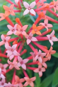 Estrellita Little Star Firecracker Bush (Bouvardia) - 3 Pack Of Quart Pots -Garden & Outdoor Sale Shop bouvardia estrellita little star firecracker bush 1